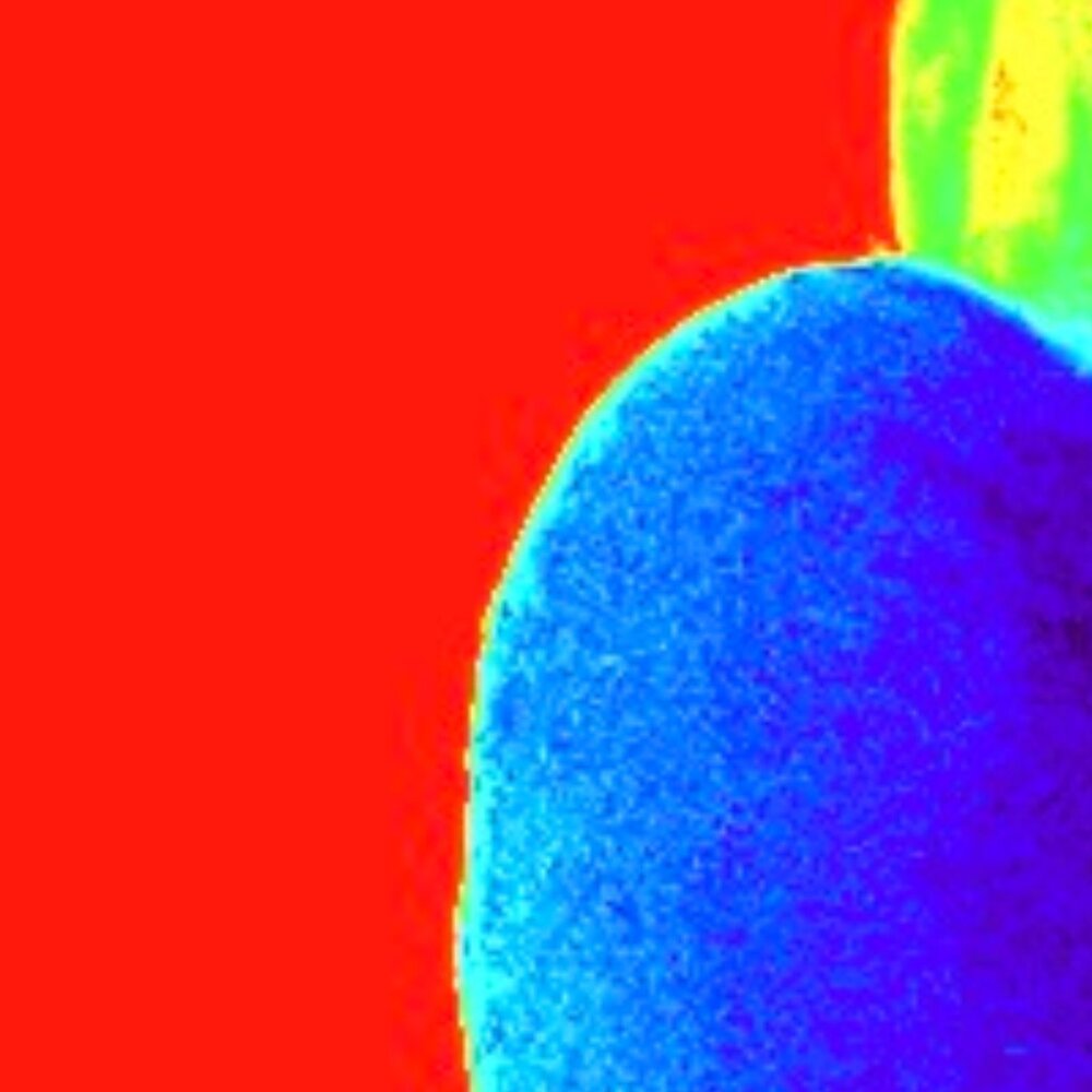 Meet your Posher, Kacie